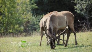 Благородный олень, Cervus elaphus