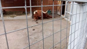 Московский зоопарк. Шотландский рогатый скот.