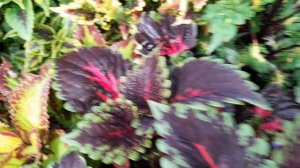 Колеусы с названиями сортов! 89192346048-Ватсап для заказа.