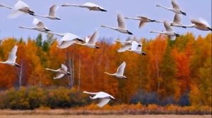 VID-20250811-WA0063.mp4