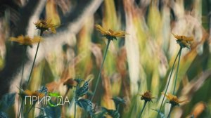 Гелиопсис, Heliopsis