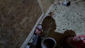 Убили его и съели ! Потери в хозяйстве ! ХУТОР В ЛЕСУ №742