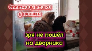 Сплетницы кошки к окошка. Зря на дворника не пошёл.
