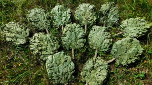 Элитные дубовые веники не в Москве, а в Йошкар-Оле... Собрал коллекцию элитных веников 2025 года...