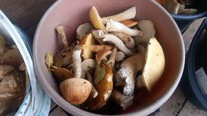 Починил машину и поехали за грибами