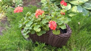 кашпо "трио"