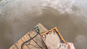 Продал экскаватор ! Цыплята переехали ! ХУТОР В ЛЕСУ №728