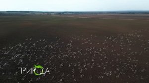 Дикие гуси, Anser anser