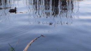 г. Псков. Немножко рыбалки на бамбуковую удочку. Немножко замечательных видов.