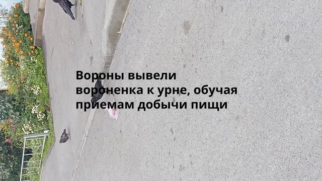 Вороны вывели вороненка к урне, обучая приемам добычи пищи