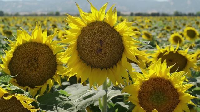 Удивительная природа 🏞️ смотреть онлайн