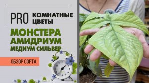 Монстера Амидриум Медиум Сильвер. Обзор сорта. Необыкновенное растение с серебряными листьями.