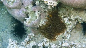 Иордания.  Акаба. Бухта Тала Бей.  Под водой