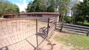 Вернулось 7 овец ! Где остальные ? Барашки потерялись ! Курятники вычистил ! ХУТОР В ЛЕСУ №771