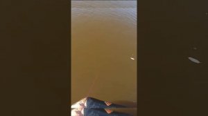 На омуте кинул сеть и поймал огромную рыбу #рыбалка #язь #сеть #сазан #лодка