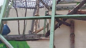 Московский зоопарк. Беличий саймири.