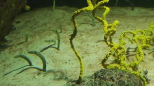 Океанариум - Красное море.