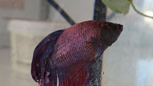 Рыбки петушки в аквариуме