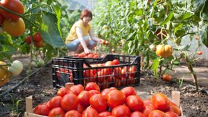 Сбор урожая помидор в теплице.