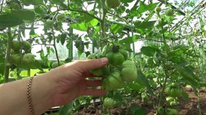 Этому производителю семян я доверяю