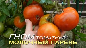 Томатный гном МОЛОЧНЫЙ ПАРЕНЬ. Обзор сортов ТОМАТОВ!
