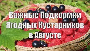 Важные Подкормки Ягодных Кустарников в Августе