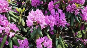 Декоративный кустарник Рододендрон.  В парке Галицкого г.Краснодара.