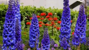 Уход за Дельфиниум