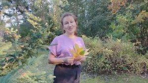 "Еще одна осень, и снова пора золотая.." Стих, Шинкарева Светлана