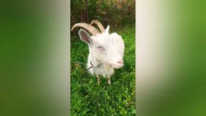 МОЖЕТ  ПОЛУЧИТСЯ, А МОЖЕТ НЕТ.
время покажет...