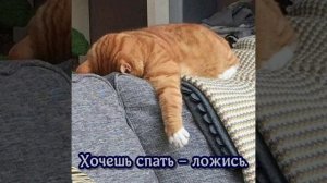 Я НЕДАВНО БЕСЕДУ ИМЕЛ С КОТОМ...