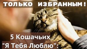 Мурлыкающий Шифр: 5 Признаков Кошачьей Любви (Только для Вас!)