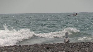 Чайки, голуби и головастики на морском берегу Чёрного цвета в Сочи https://ya.cc/7QF6wU