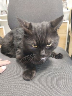 укради брейн рот