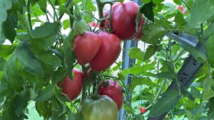 Дневник моих огородных дел. 10 августа 2025 года