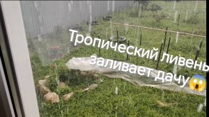 Тропические ливни подмосковного лета