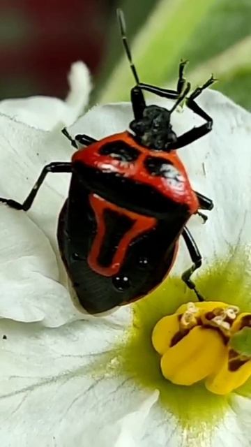 Какой чистюля этот двухглазый солдатский клоп.