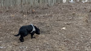 "Опавшие листья"пьеса Ж.Косма(репертуар Ива Монтана)
исполнена автором канала в DAW программе