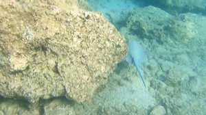 Обитатели морской лагуны