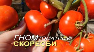 Томатный гном СКОРЕСБИ. Обзор сортов ТОМАТОВ!