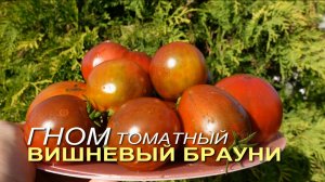 Томатный гном ВИШНЕВЫЙ БРАУНИ. Обзор сортов ТОМАТОВ!