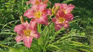 Дача!🏡 Обзор цветов на 04.08.25г.🌹Собрали ягоды.