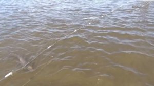 Промысловая рыбалка на нельму в Якутии осень 2023