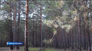 Обилие грибов наблюдается в тюменских лесах