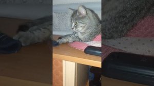 наш сад 11 августа