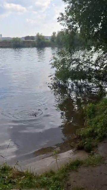 Неплохой улов, хороший размер. #хорошийулов #рыбалка #fishing #рыбалканафидер