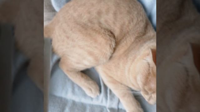 анимации в симбе