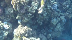 Синеперый балистод, Шарм-Эль-Шейх, Baron Resort