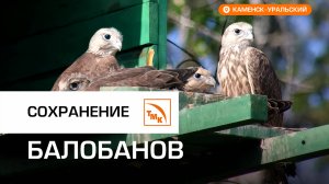 СинТЗ поддержал проект по возрождению редких птиц