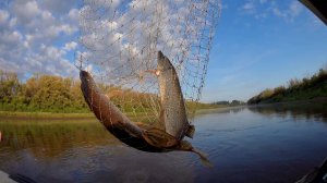Щучий дуплет в подсачеке. река сосьва 11.08.2025